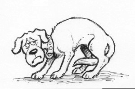 geopathic stress on dogs